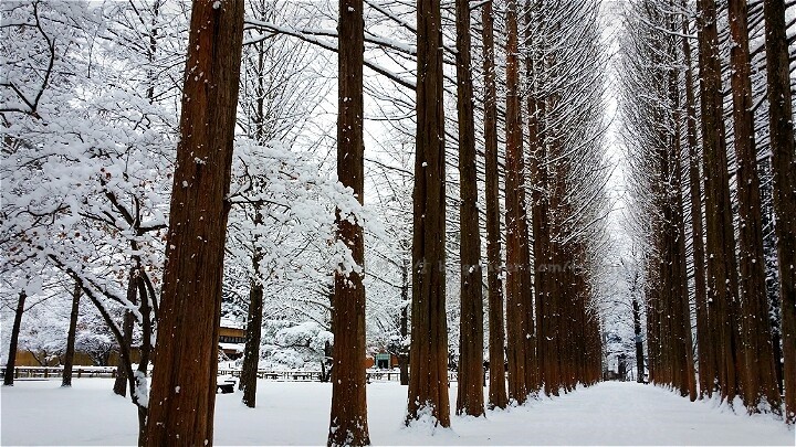 Yongpyong Ski Tour