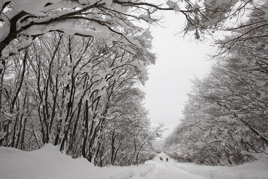 Yongpyong Ski Tour